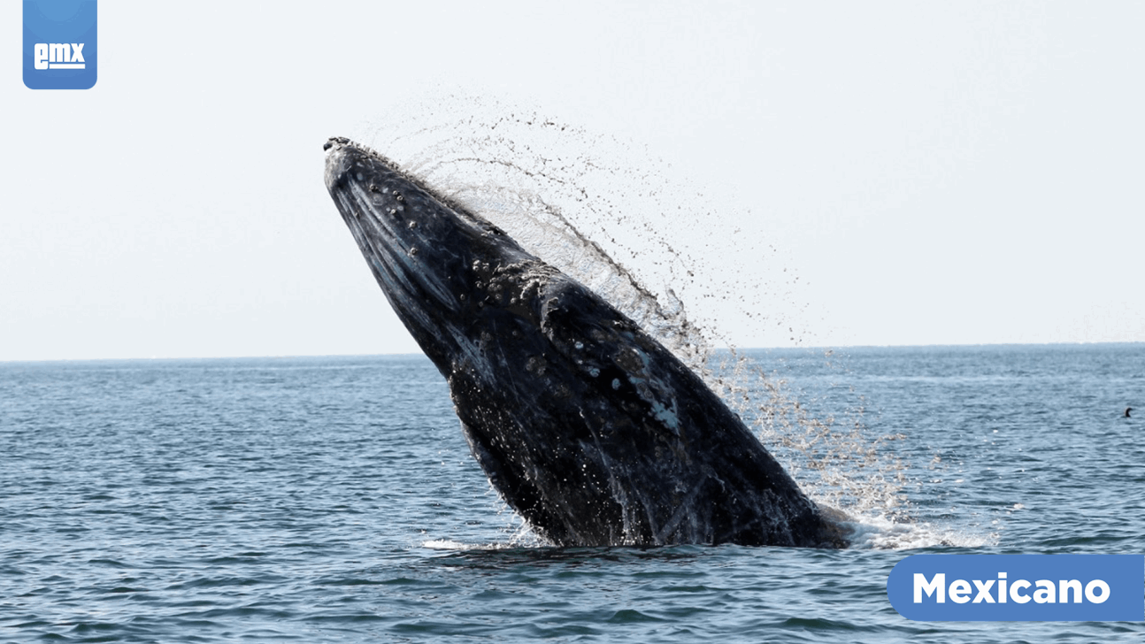 EMX-Avistan en BC a las primeras ballenas grises