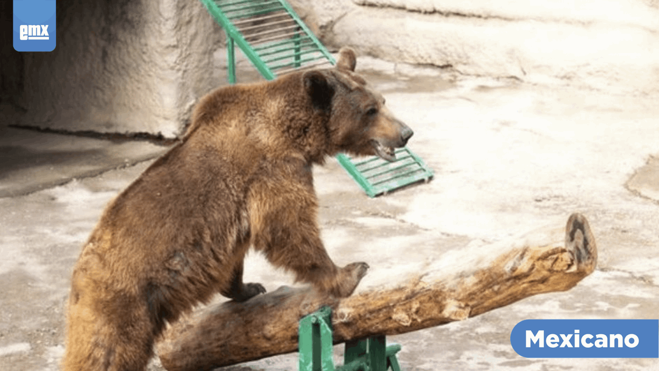 EMX-Mujer lanzó a su hija a la jaula de un oso en zoológico