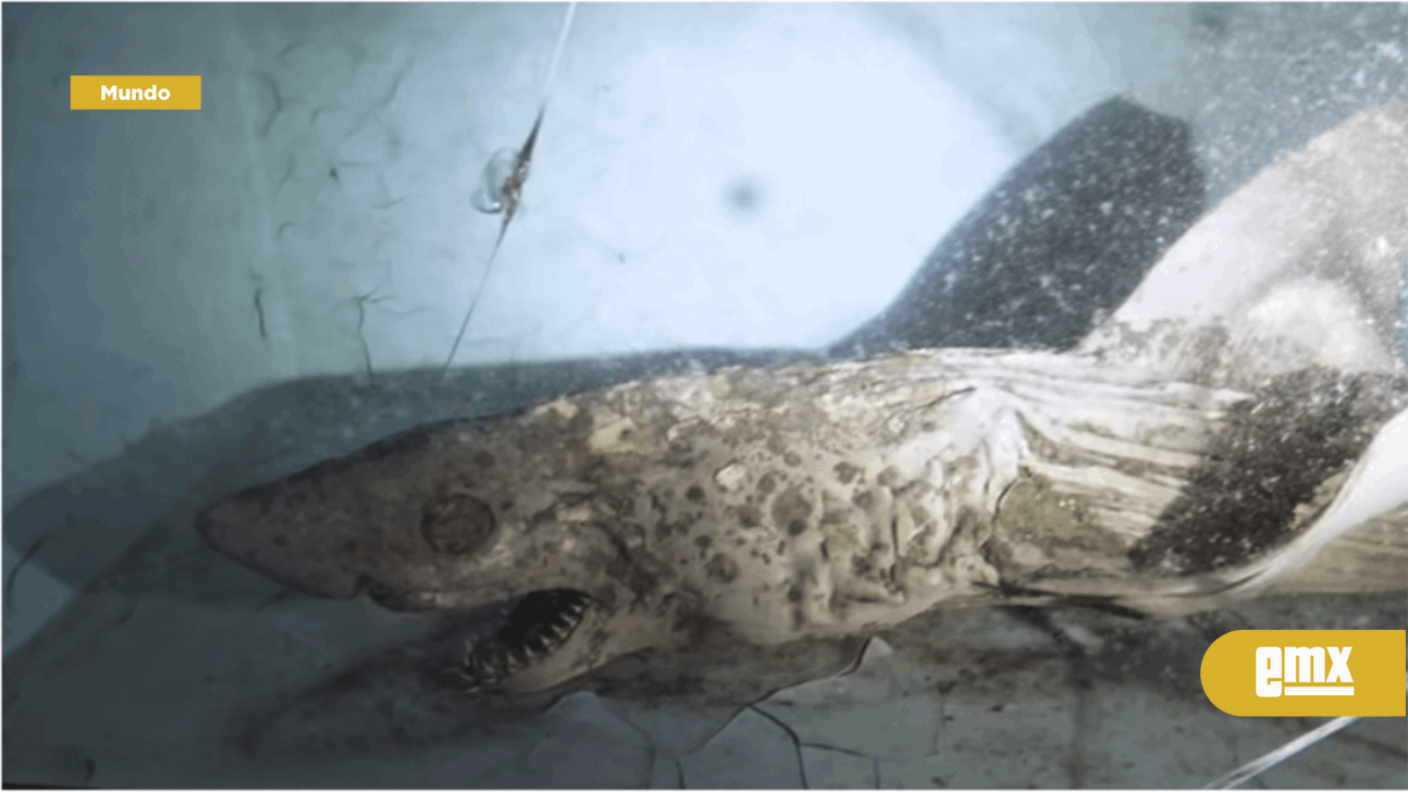 EMX-Jóvenes acuden a acuario abandonado y muestran animales en el olvido