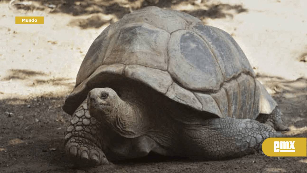 EMX-Descubren nueva especie de tortuga gigante en Islas Galapagos