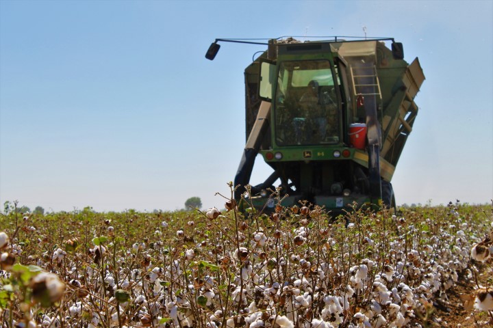 EMX-Agricultores cosechan el 88.50 por ciento de algodón