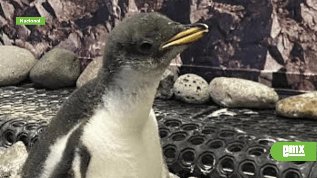 EMX-Nacen dos pingüinos en Zoológico de Guadalajara