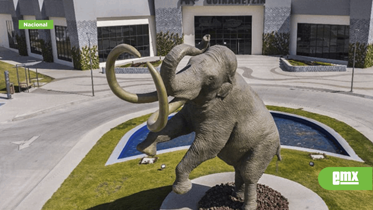 EMX-Qué tesoros resguarda el Museo del Mamut del AIFA