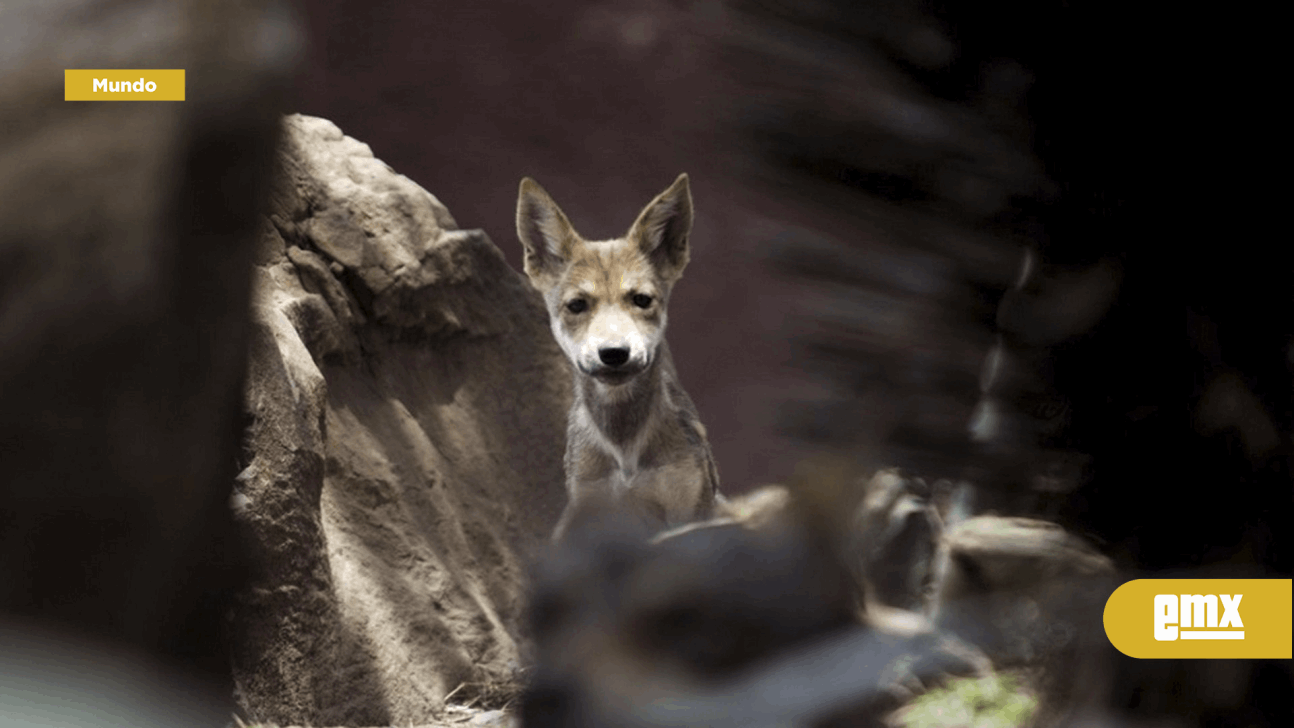 EMX-Cientos de cachorros de lobo mexicano mueren de sed por la sequía en EU