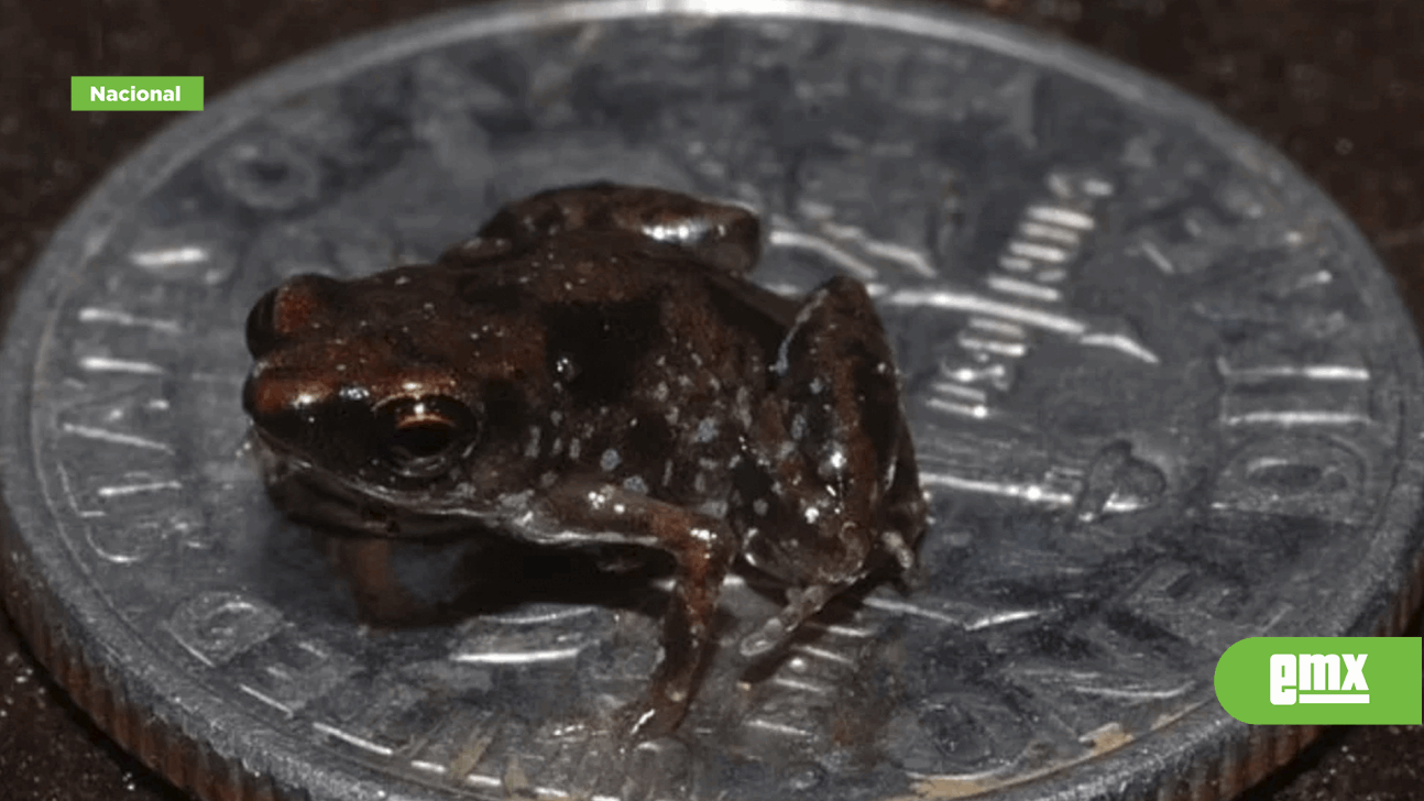 EMX-Descubrieron en México seis de las ranas más pequeñas del mundo, algunas más chicas que una moneda