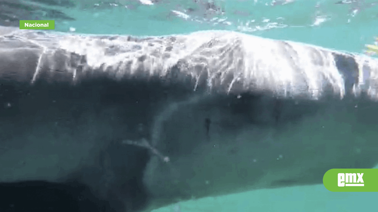 EMX-Rescatan a cachalote pigmeo atrapado entre sargazo en playa de BCS