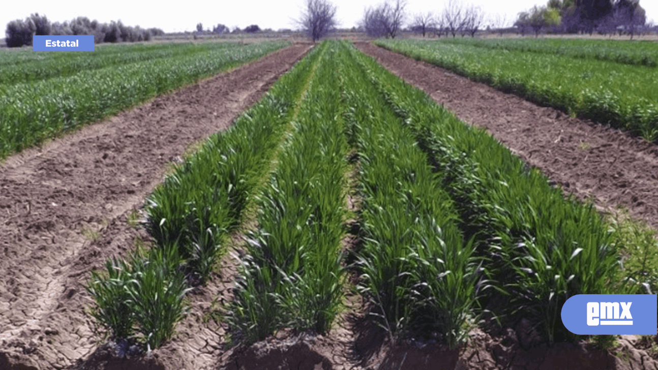 EMX-Muestra positivo desarrollo vegetativo el cultivo de semilla de trigo en el valle de Mexicali