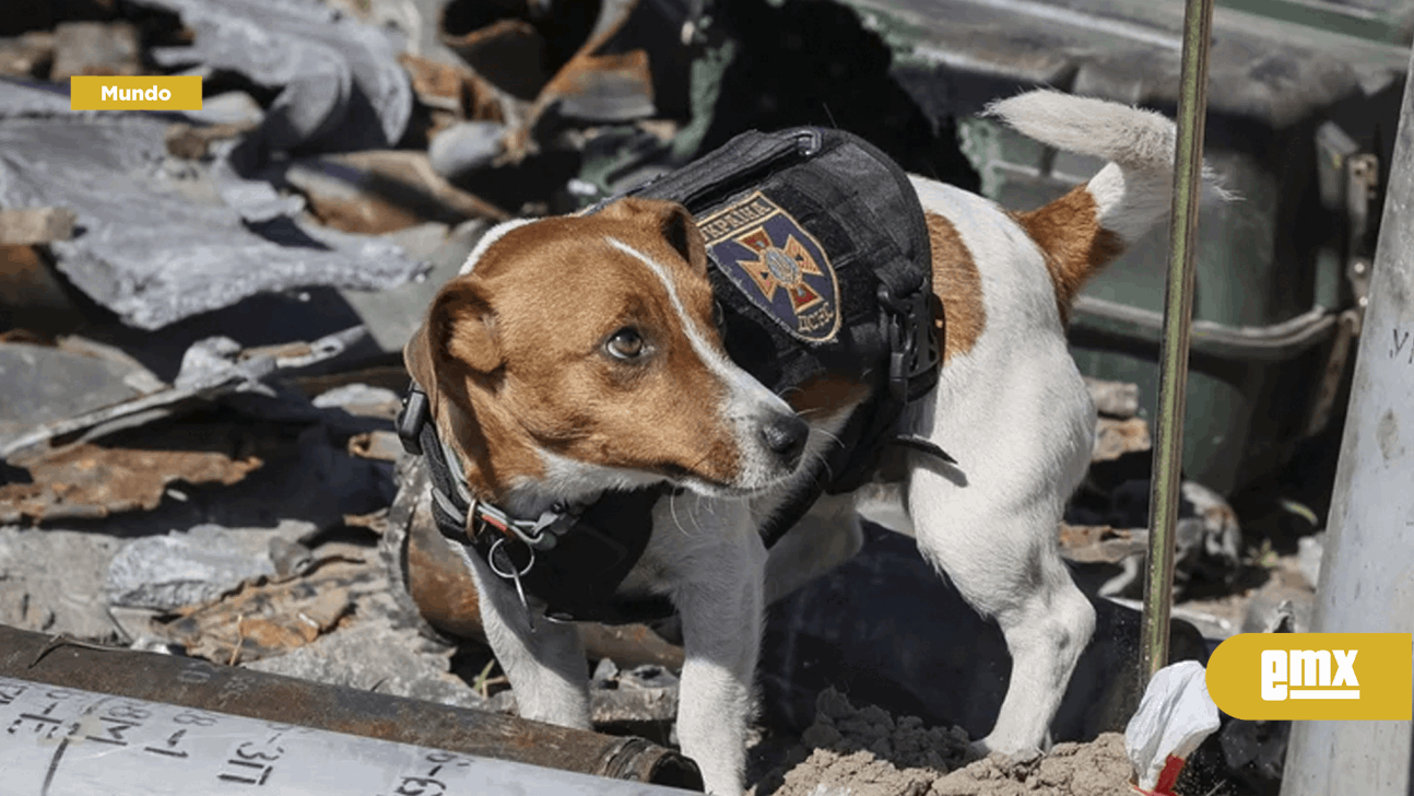EMX-Patrón, el perro héroe de Ucrania, recibió una medalla de Zelensky después de encontrar más de 200 minas explosivas