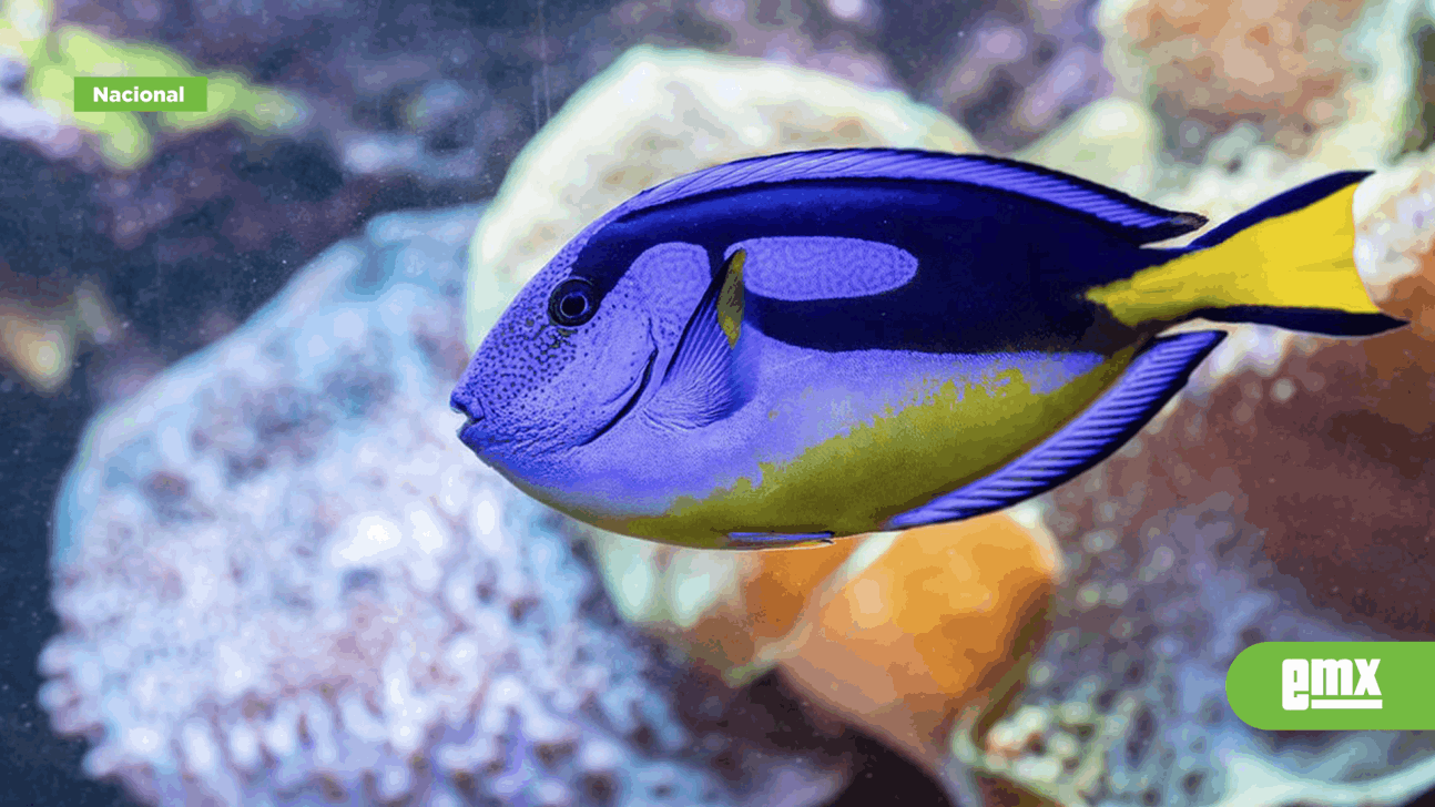 EMX-"Nos preocupan las especies del Acuario de Veracruz": ambientalista