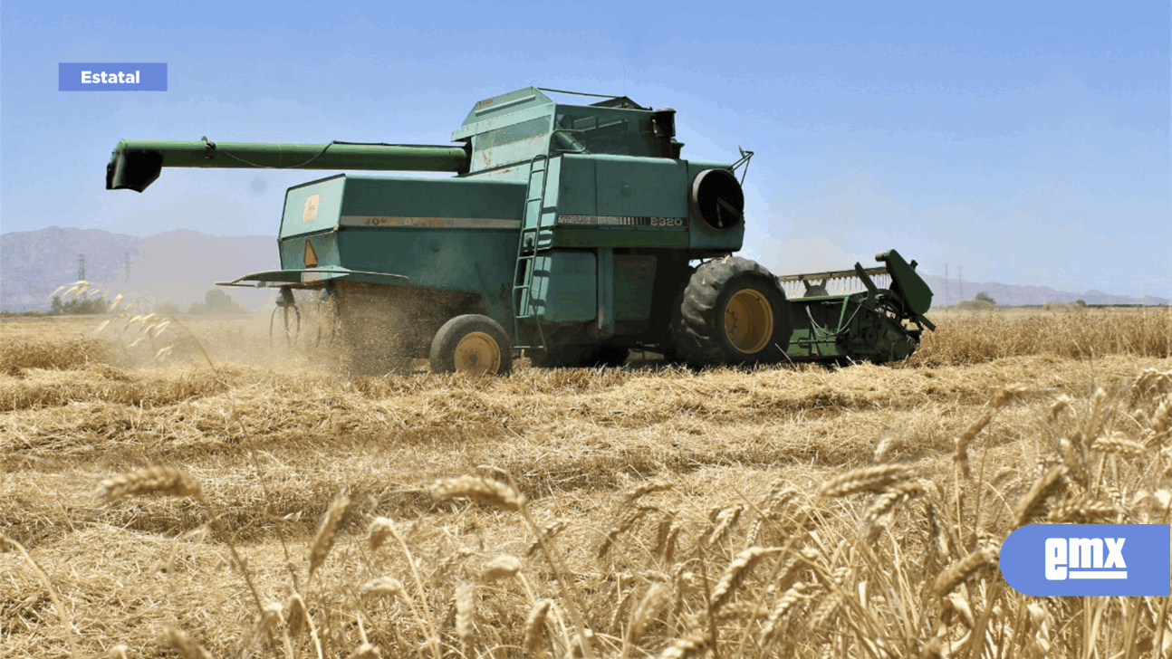 Avanza La Cosecha De Trigo En El Valle De Mexicali El Mexicano 5978