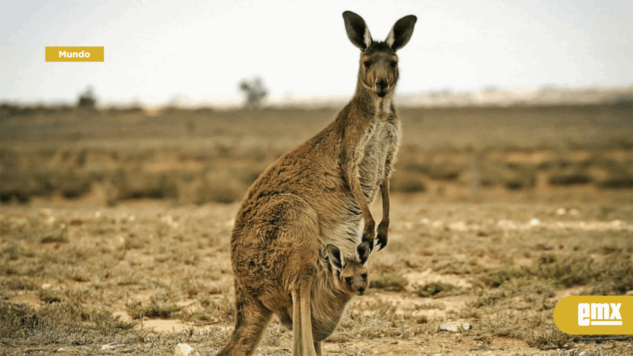 EMX-La insólita pelea a golpes entre un hombre y un canguro en Australia