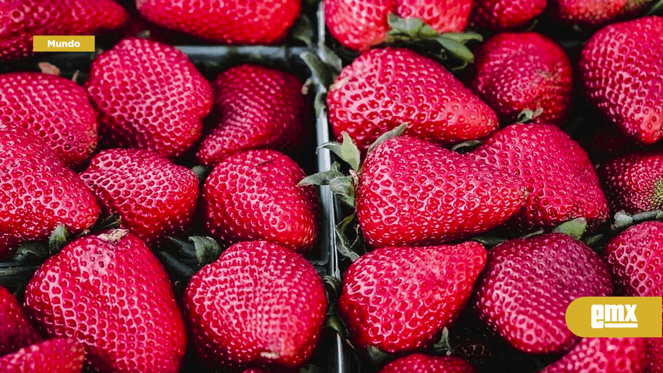 EMX-Relacionan brote de hepatitis con fresas mexicanas
