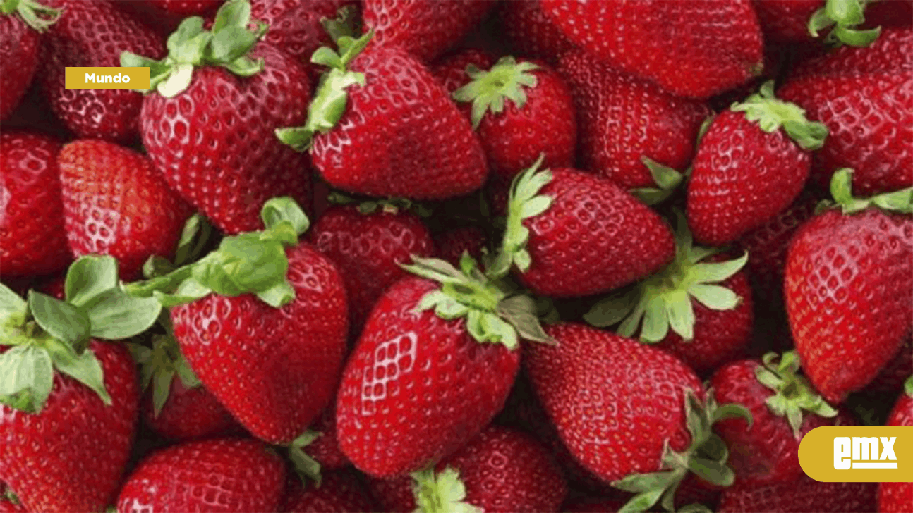 EMX-Vinculan en Estados Unidos hepatitis A con fresas mexicanas