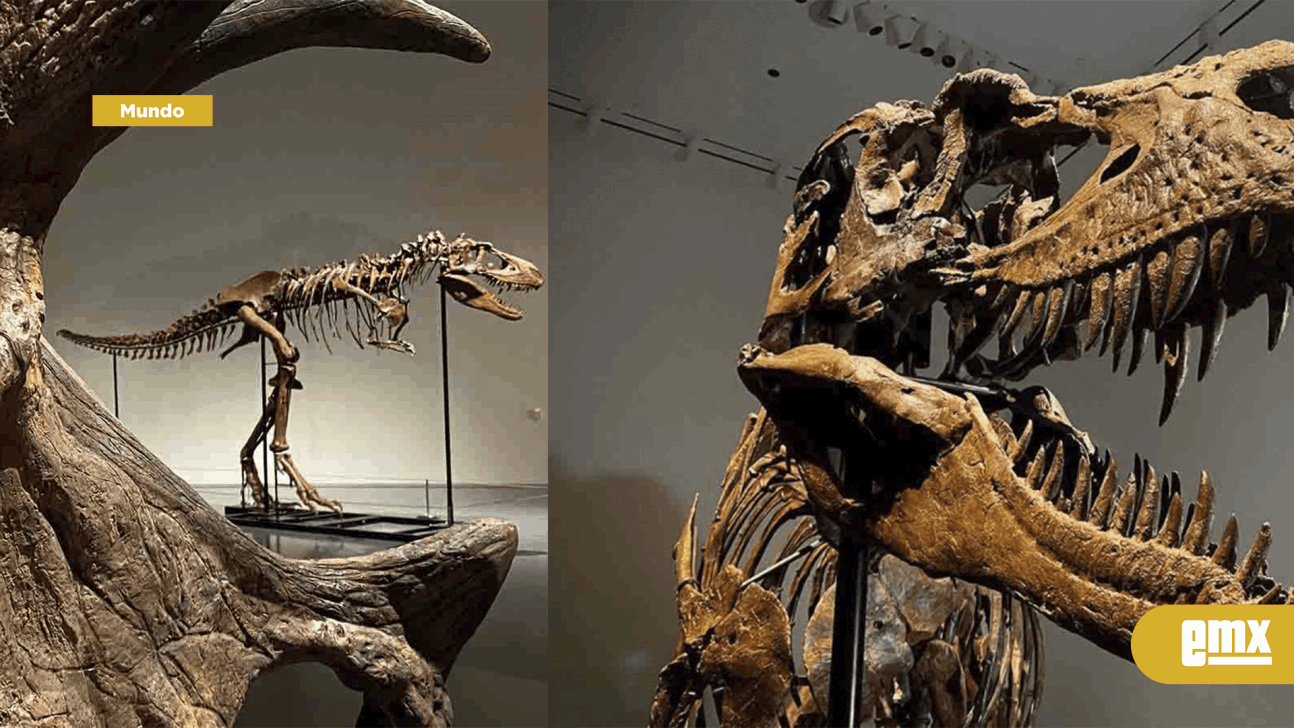 EMX-Subastarán esqueleto de Gorgosaurus, dinosaurio hallado en 2018