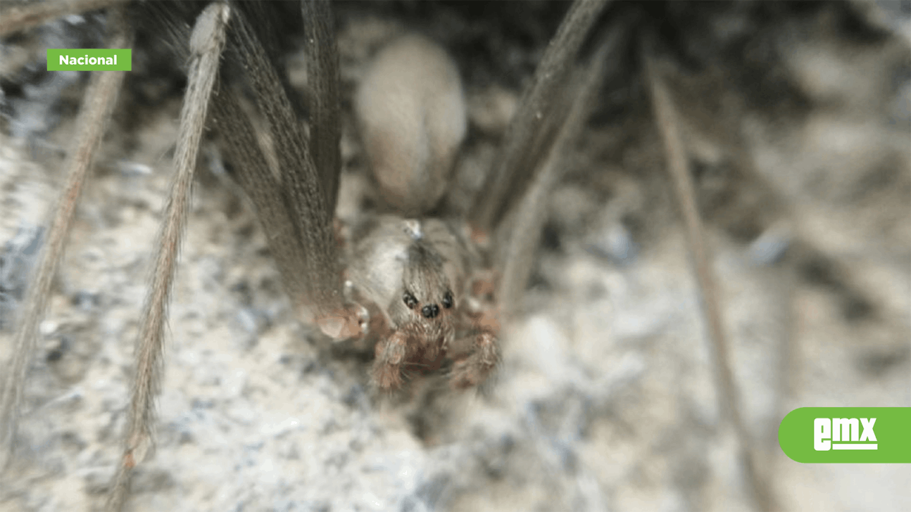 EMX-Araña violinista en México, ¿En que estados se puede encontrar?