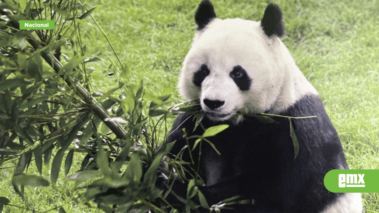 EMX-Murió Shuan Shuan, la panda más longeva de México