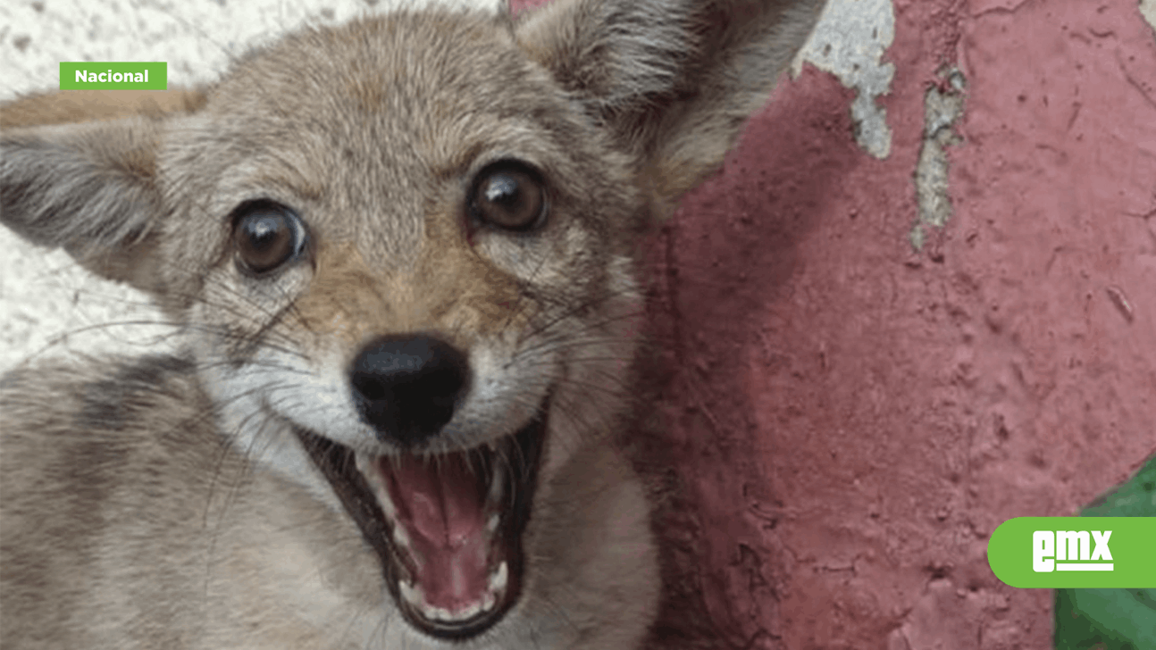 EMX-Rescatan a cachorro de Coyote que deambulaba en Azcapotzalco