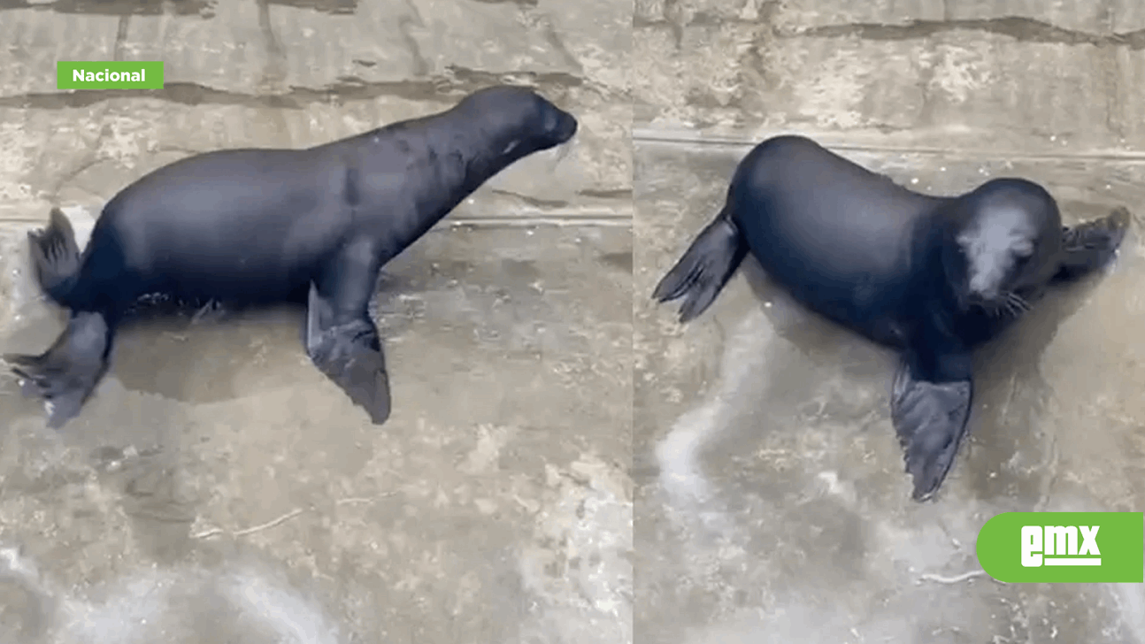 EMX-Bioparque Estrella recibe a Luna, la primera cría de lobo marino que nace en Edomex