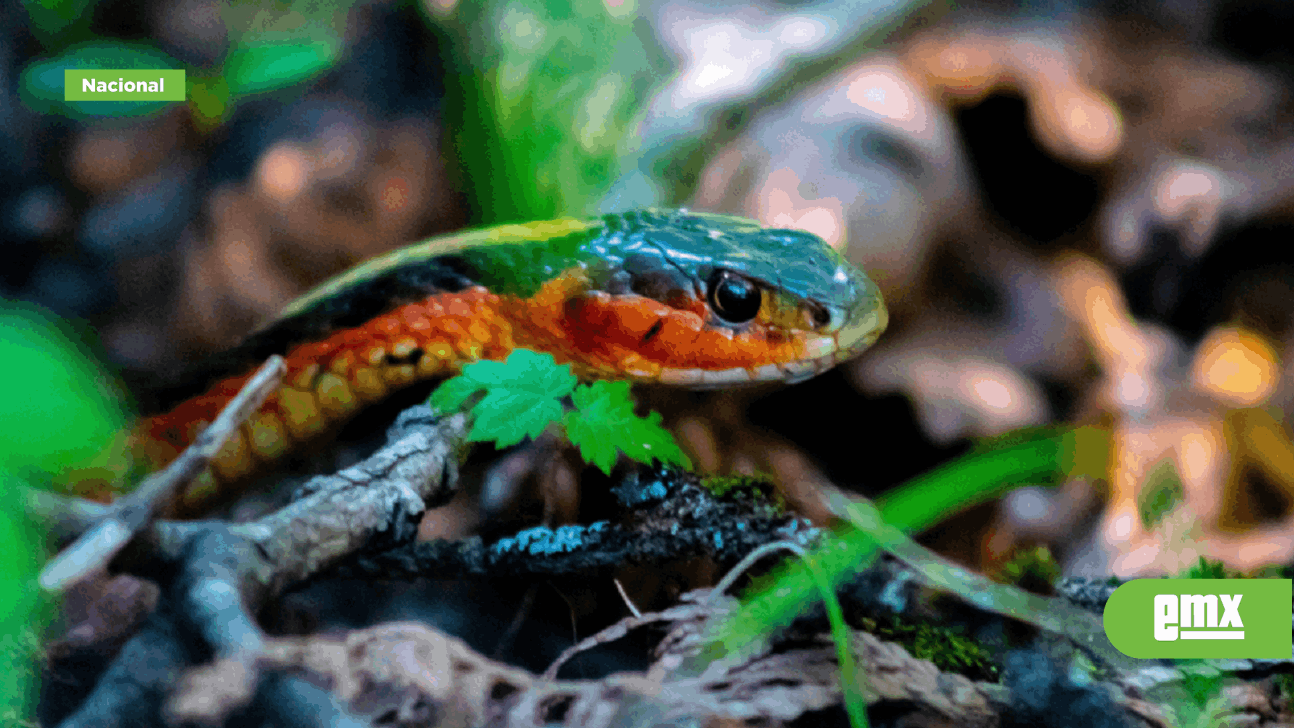 EMX-Día de la Serpiente 2022: Existen aproximadamente 67 especies en NL