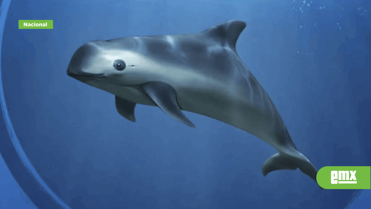 EMX-Día Mundial de la Vaquita Marina; conoce más del mamífero marino originario de México