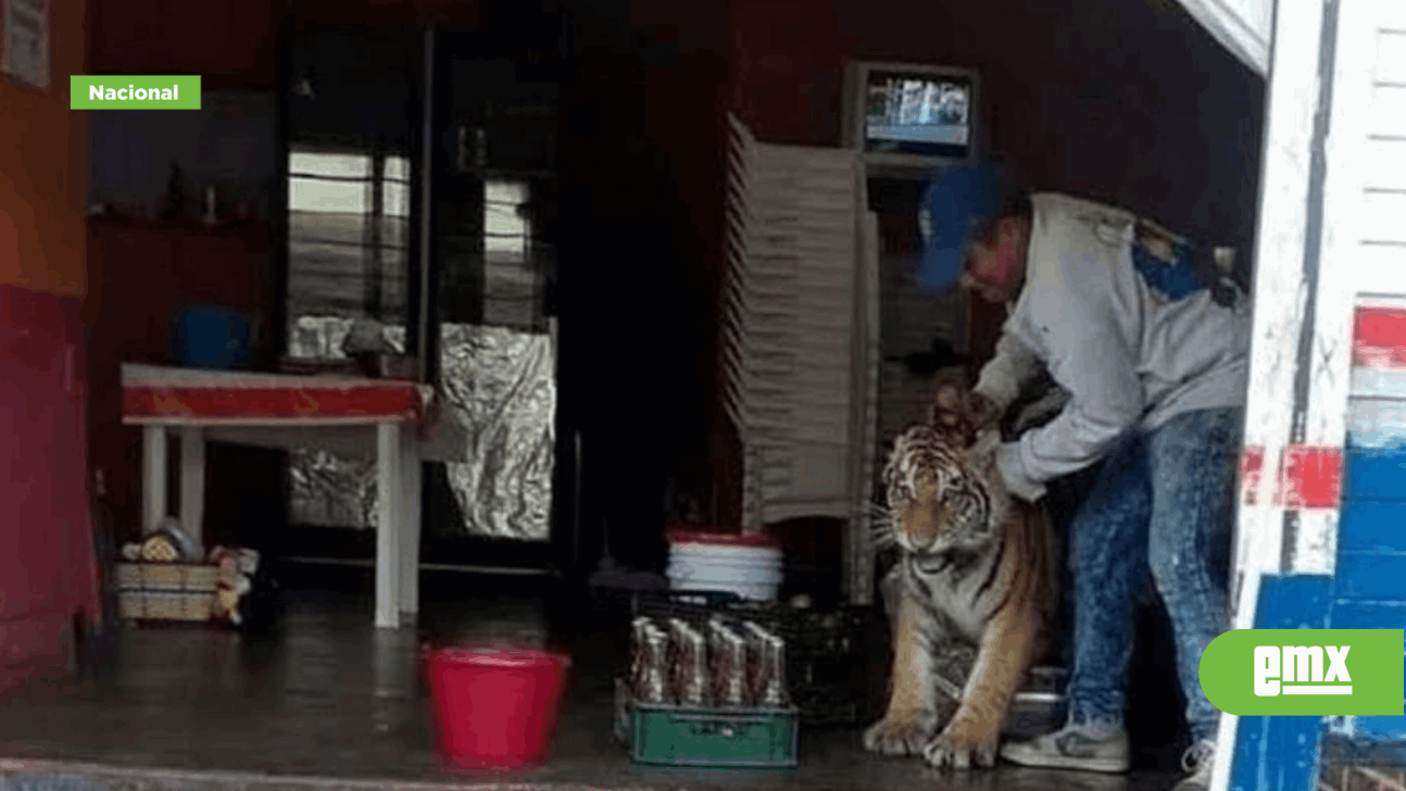 EMX-Tigre se cuela a taquería en Hidalgo