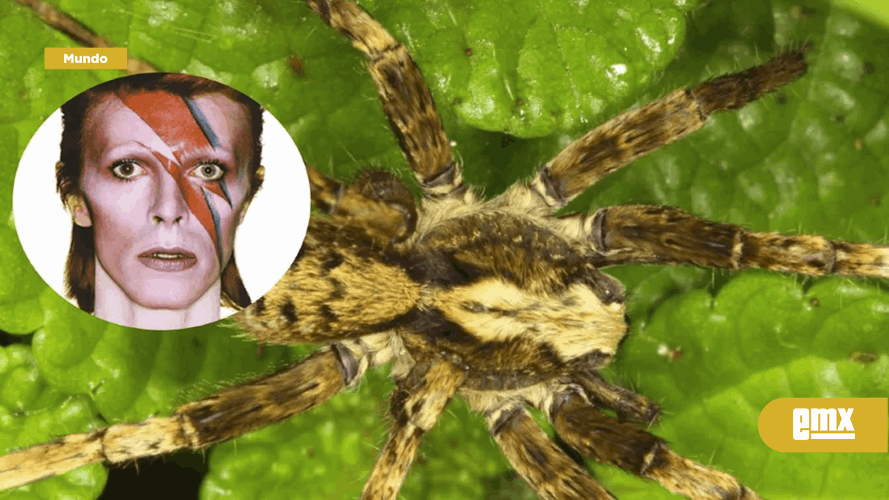 EMX-¡En honor a David Bowie! Nombran a una especie de araña como el cantante