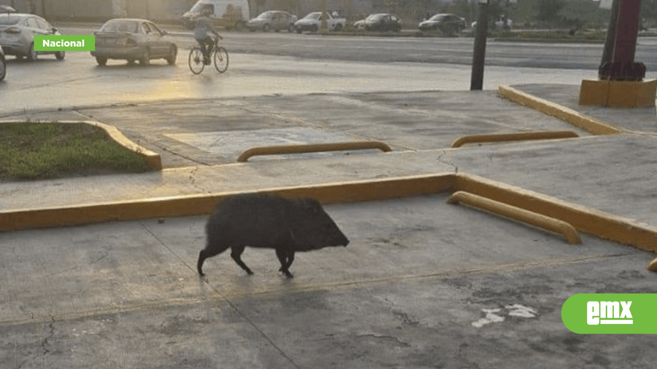 EMX-Jabalíes salen a pasear en calles de Guadalupe, Nuevo León 