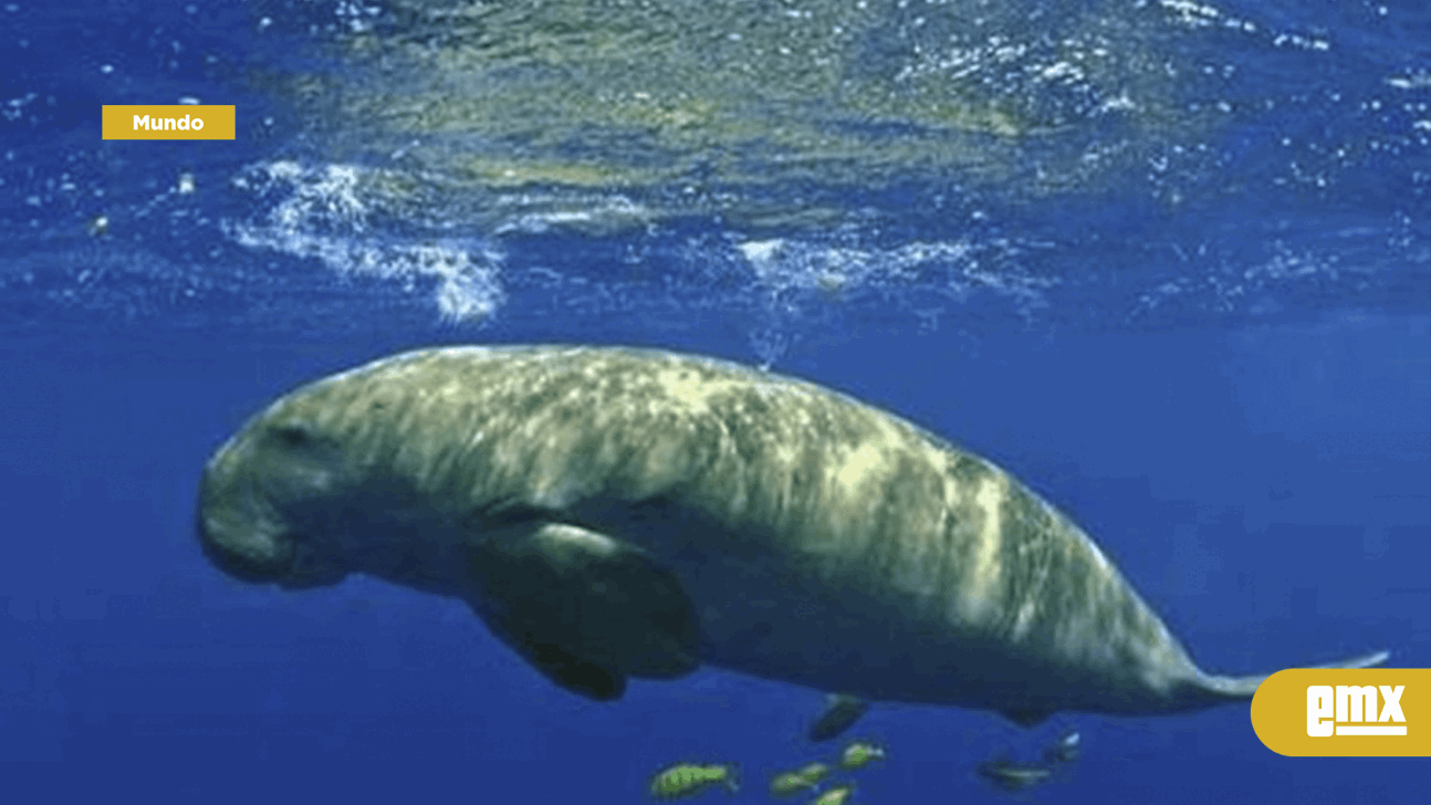 EMX-Declaran extinto uno de los gigantes más mansos del océano; el dugongo
