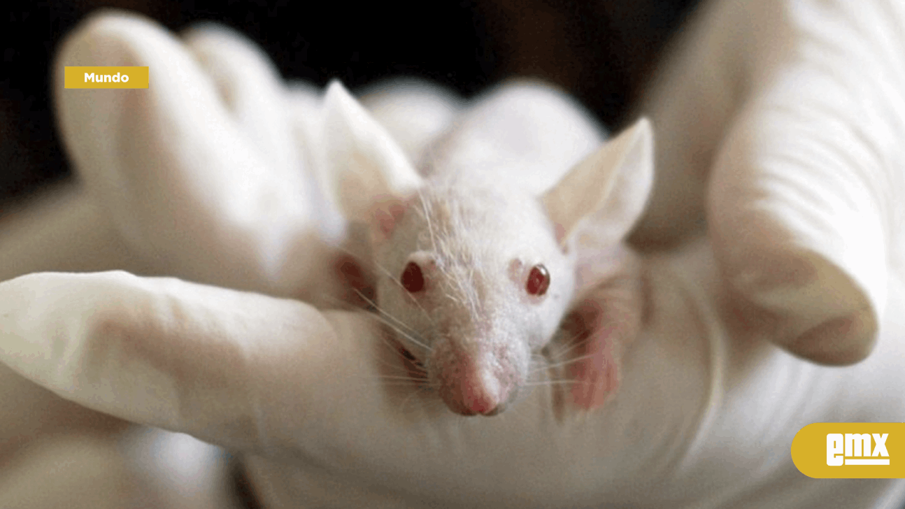 EMX-Científicos chinos modifican los genes de un ratón; crean algo llamado pequeño bambú