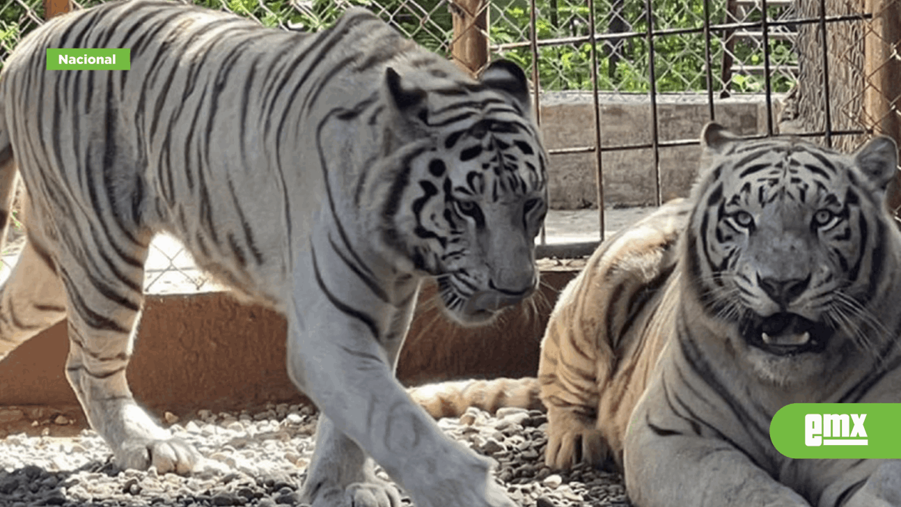 EMX-Casi todos los grandes felinos abandonados por Eduardo Serio se lograron rehabilitar