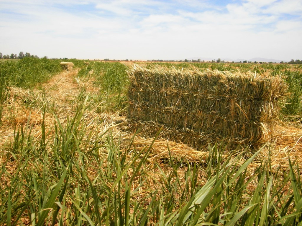 EMX- Cultivos perennes en Mexicali completos en su totalidad