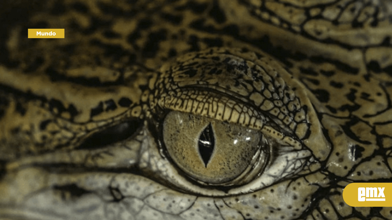 EMX-Investigadores logran reconstruir el esqueleto completo del primer reptil planeador