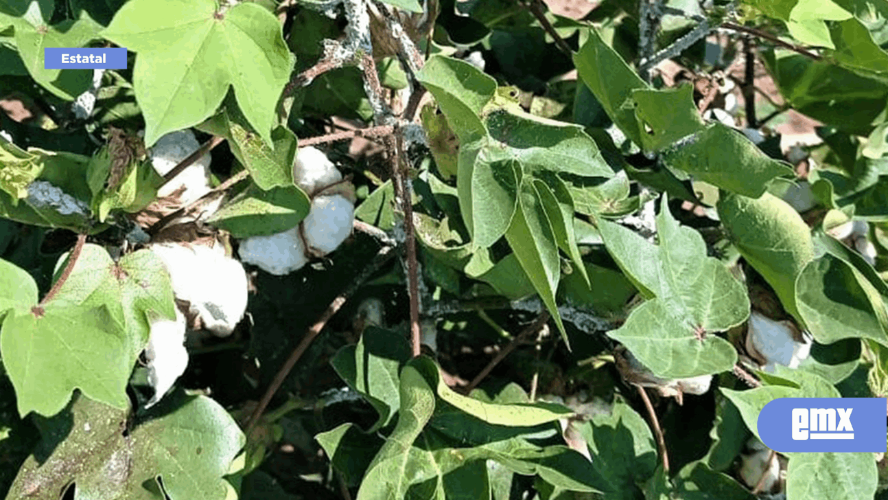 EMX-Emite agricultura recomendaciones para evitar el incremento del “Piojo” Harinoso” del algodonero