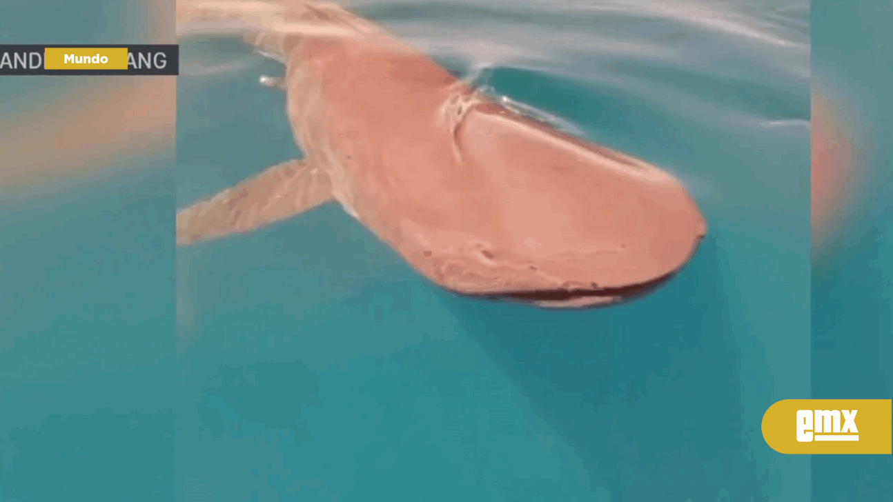 EMX-Monstruos de aguas profundas: Muy raros tiburones “Megamouth” vistos en San Diego