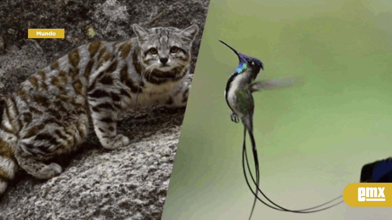 EMX-10 especies de animales peruanos que están en peligro de extinción