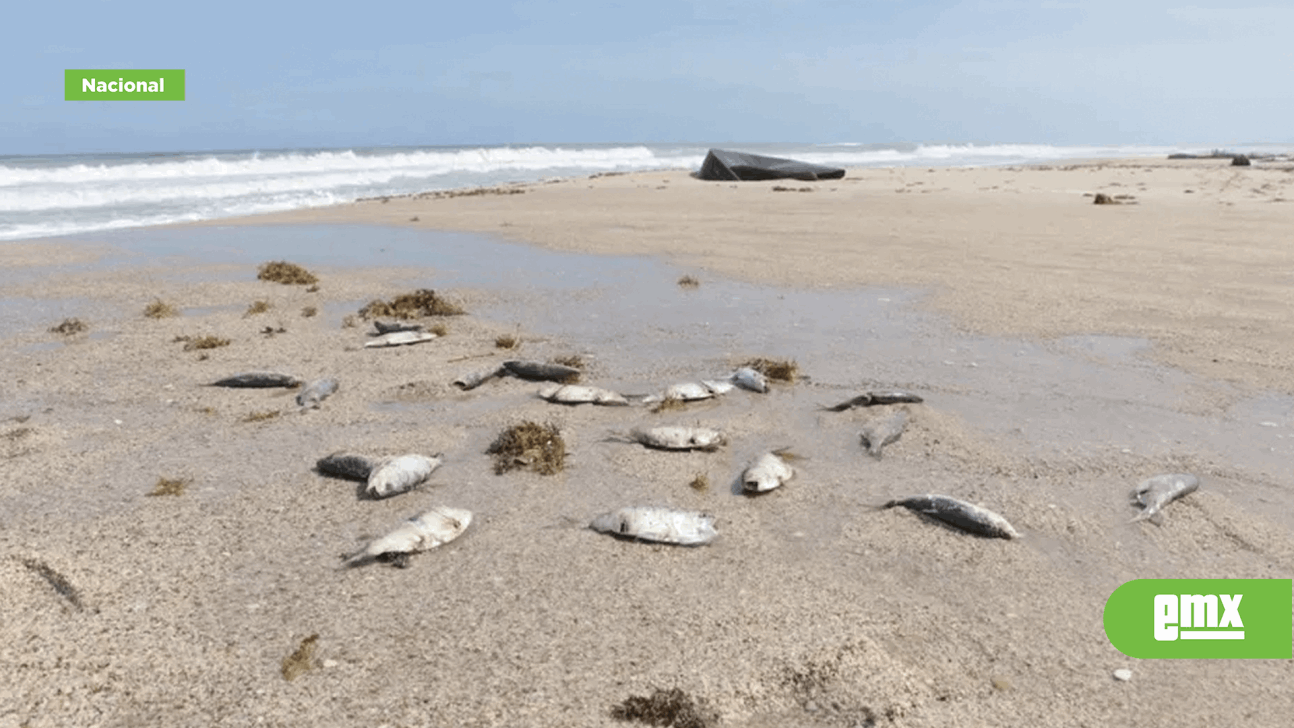EMX-Mueren peces por marea roja en playa de Altamira