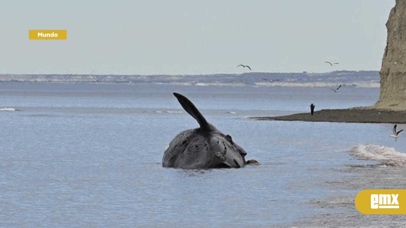 EMX-Hallan 13 ballenas muertas en santuario de Argentina