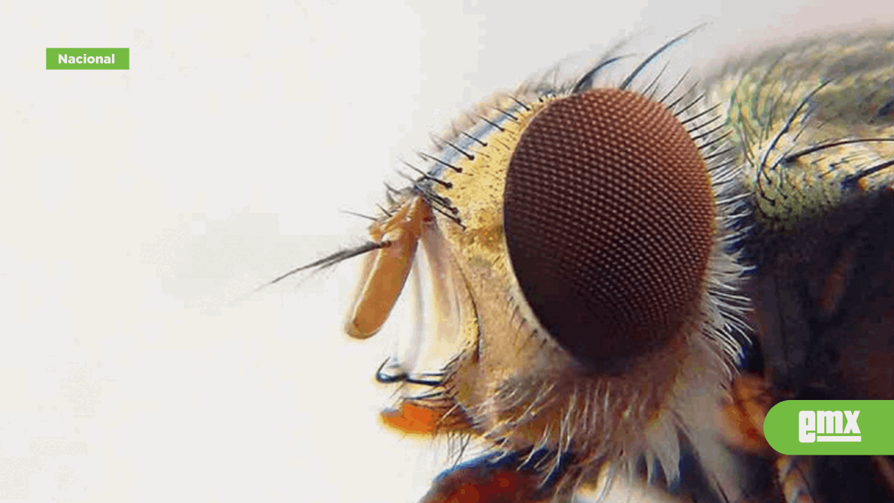 Plaga De Insectos Desconocidos Azota A Habitantes De Eji... - El Mexicano