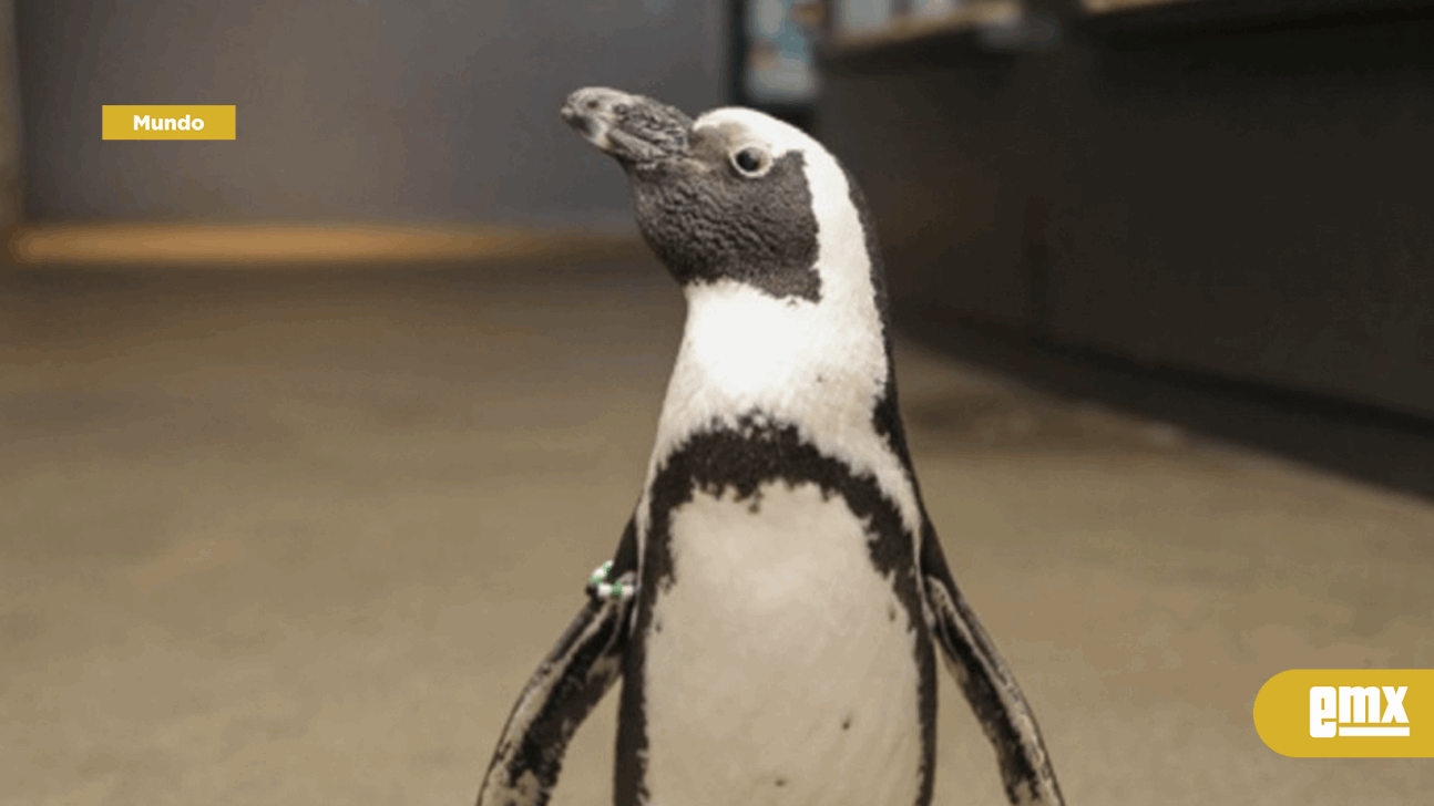 EMX-Pingüino enfermo vuelve a caminar gracias a calzado especial