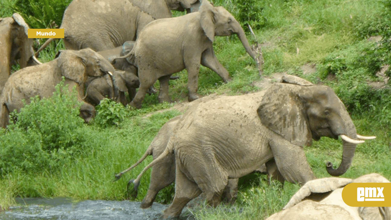 EMX-La sequía en Kenia provocó la muerte de 205 elefantes y otros 1.030 animales salvajes