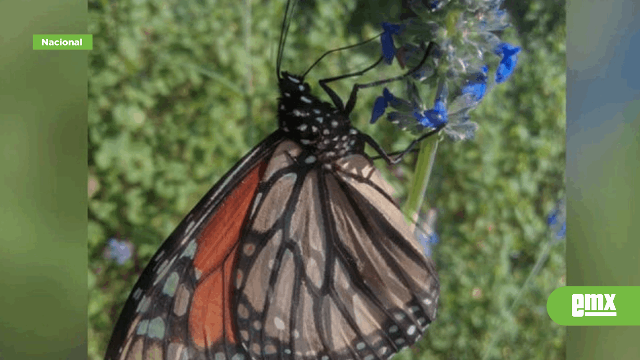 EMX-Ya llegaron las mariposas monarca a sus santuarios de Edomex y Michoacán