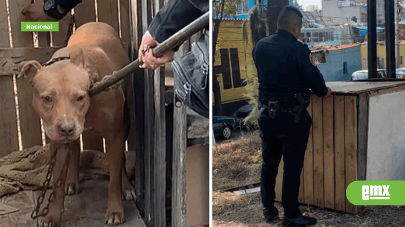 EMX-Rescataron a un perrito encerrado en una caja cerca de las vías de tren en CDMX