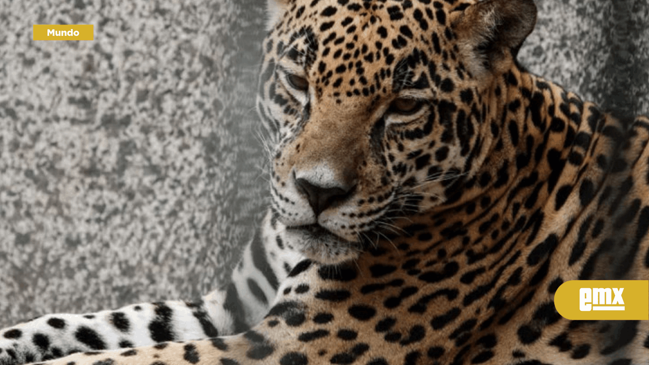 EMX-Día Mundial de la Conservación del Jaguar: especie amenazada