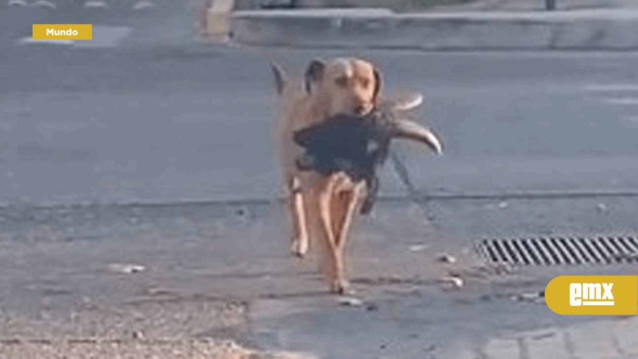 EMX- Captan a perro con cabeza de cabra en el hocico