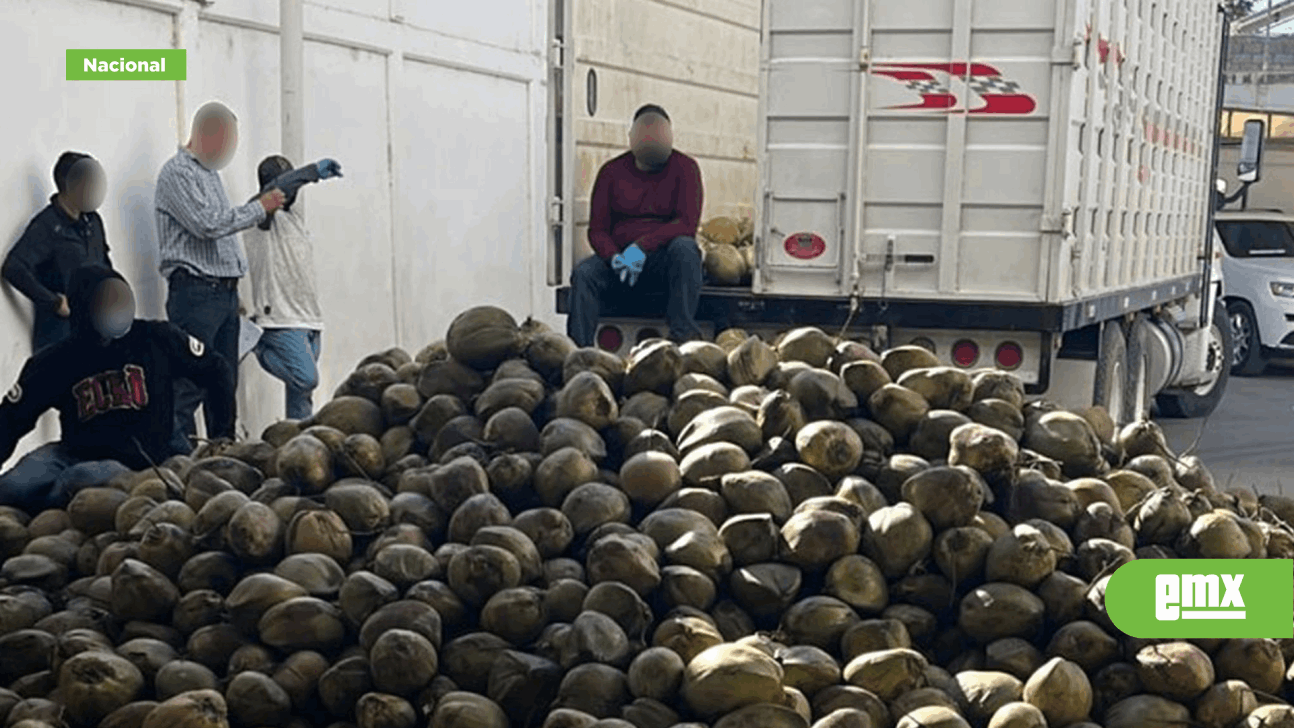 EMX-¡Droga oculta en cocos! Así decomisó la FGR 300 kilos de fentanilo