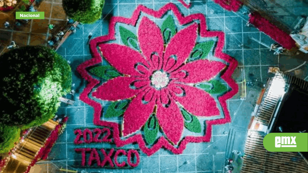 Taxco tiene la Flor de Nochebuena más grande del mundo - El Mexicano - Gran  Diario Regional