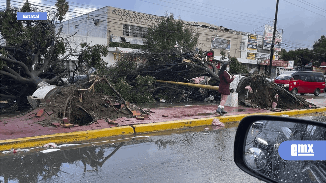 EMX-Caen árboles en el bulevar Díaz Ordaz, carros quedan atrapados