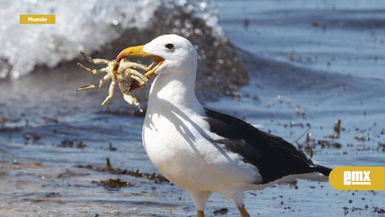 EMX-Isla planea sacrificar a decenas de roedores y gatos para salvar huevos de albatros