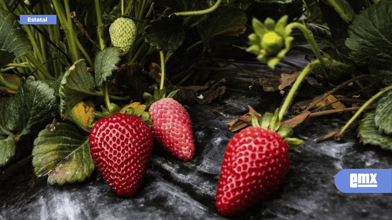 EMX-Genera 3 mil 977 mdp la producción de fresa en BC
