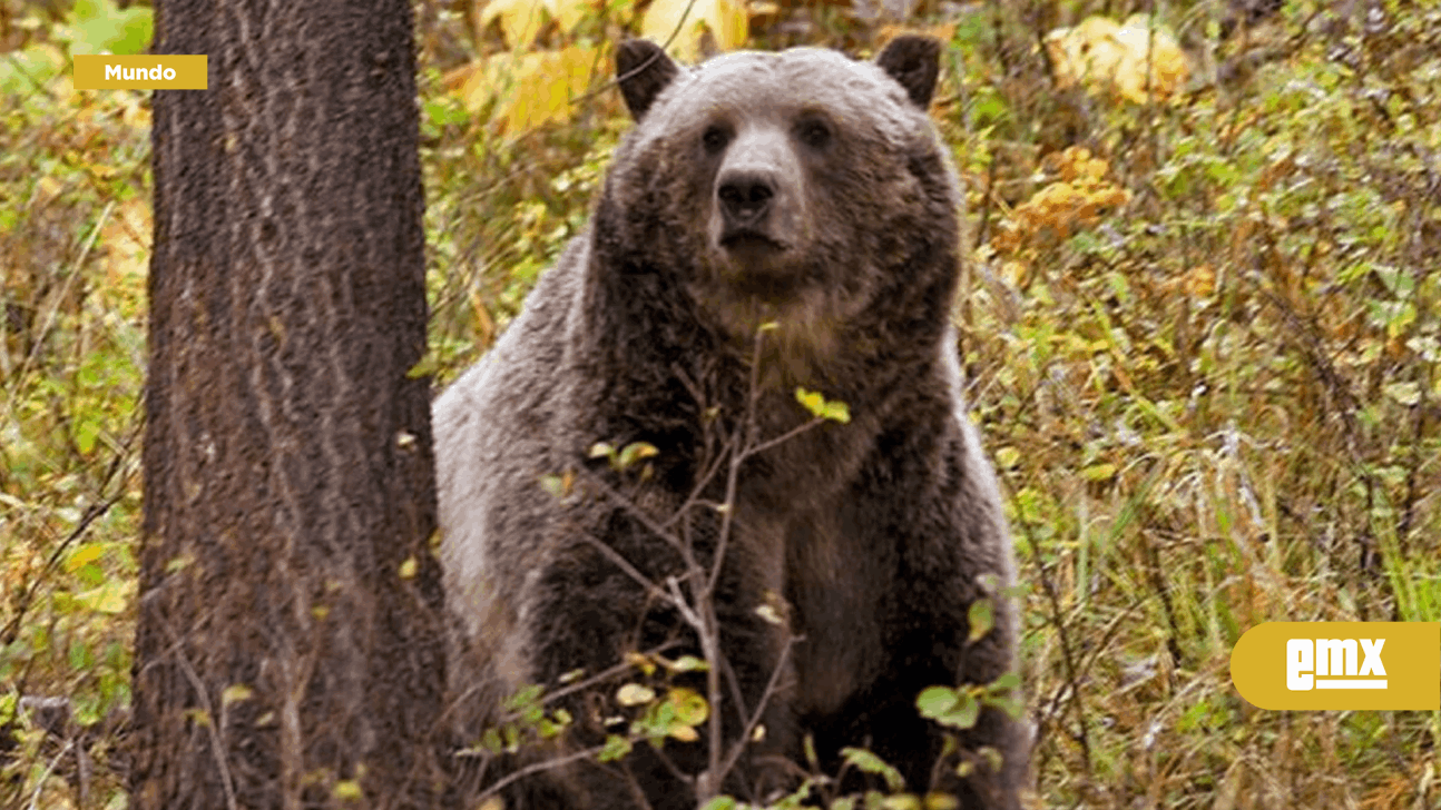 EMX-Sacrifican a 3 osos grizzly en EU; dieron positivo a influenza AH5N1